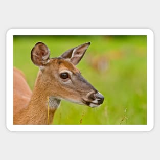 White-tailed Deer Sticker